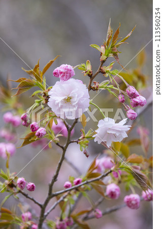 Yaezakura flowers just starting to bloom Yaezakura flowers just starting to bloom 113560254