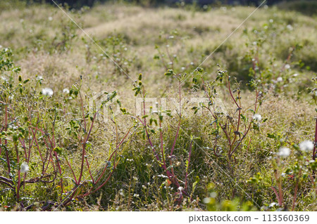 The wildflower that can be seen all year round in the spring wasteland...1 113560369