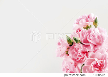 May Family Month Carnation Photo 113560504