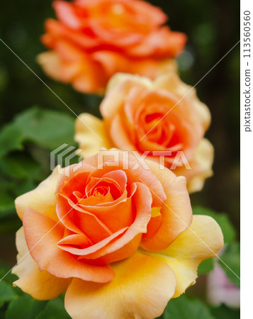 rose	 113560560