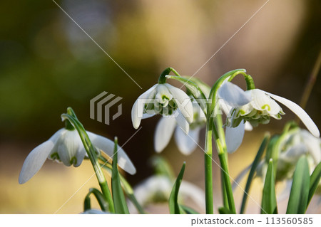 Double Snowdrop Close-up Double Snowdrop Close-up 113560585