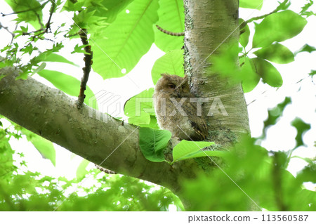 A young screech owl resting on a large tree A young screech owl resting on a large tree 113560587