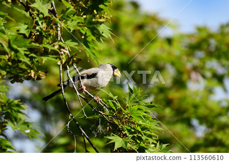 Squid eating maple seeds 113560610