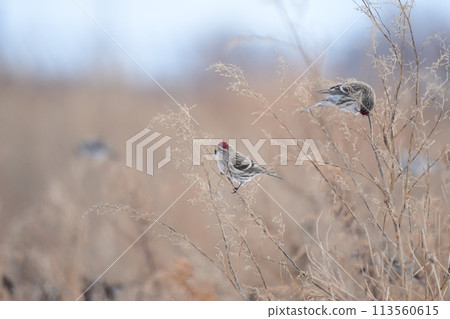 A redpoll engrossed in eating grass seeds 113560615