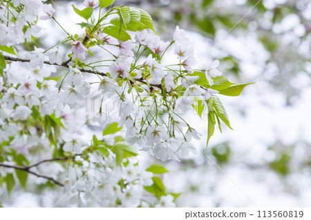 Oshima cherry blossoms in full bloom 113560819