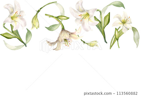Seamless border of flowers pastel color botanical art. White lilies watercolor isolated on white. Lilium and leaves hand drawn. Design for wedding invitation in church, christening, Easter card Seamless border of flowers pastel color botanical art. White lilies watercolor isolated on white. Lilium and leaves hand drawn. Design for wedding invitation in church, christening, Easter card 113560882