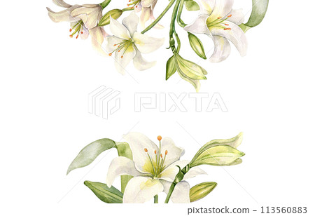 Banner of flowers pastel color botanical art hand drawn. White lilies watercolor isolated on white. Frame with lilium and leaves. Design for wedding invitation in church, christening, Easter card 113560883