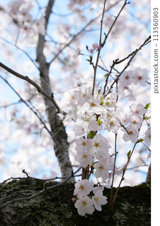 Cherry Blossom	 113560903