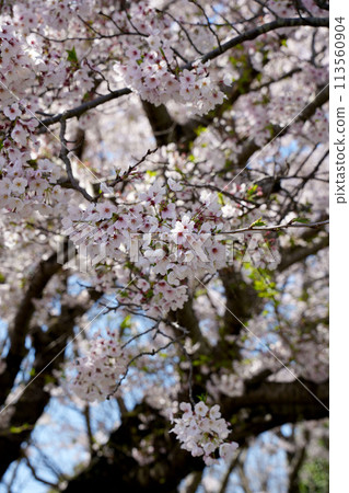 Cherry Blossom	 113560904