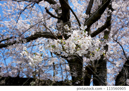 Cherry Blossom	 113560905