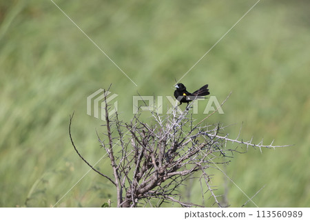 白嘴江豚 113560989