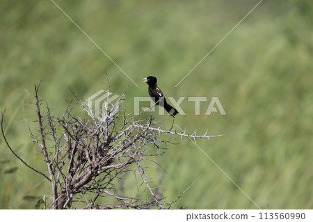White-winged Hawk Moth 113560990