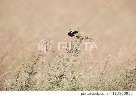 白嘴江豚 白嘴江豚 113560993