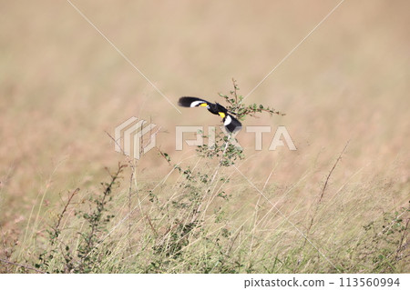 白嘴江豚 白嘴江豚 113560994