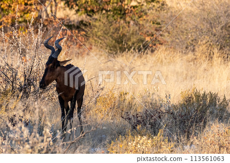 Red Hartebeest in Etosha Red Hartebeest in Etosha 113561063