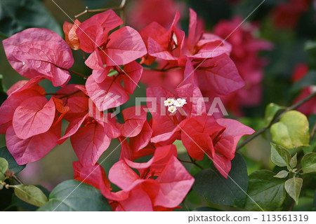 Bougainvillea 02_Photographed in March 2024 Bougainvillea 02_Photographed in March 2024 113561319