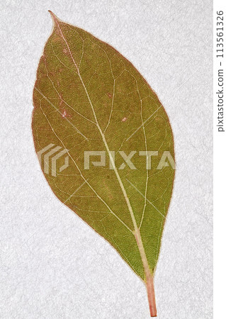 樟樹的嫩葉【背景材料】 113561326