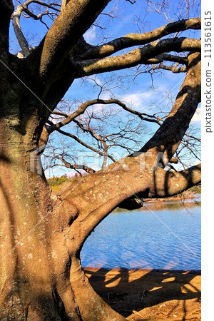 Scenery of Enoki trees at Lake Ippeki 113561615