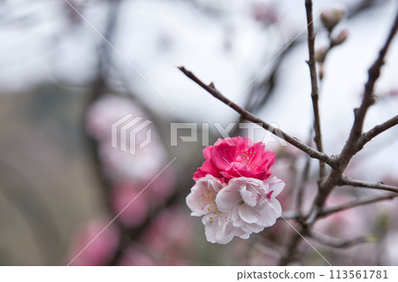 Sakura Fujihashi Castle Sakura Fujihashi Castle 113561781