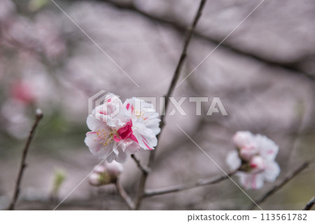 Sakura Fujihashi Castle Sakura Fujihashi Castle 113561782