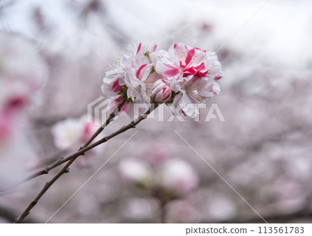 Sakura Fujihashi Castle Sakura Fujihashi Castle 113561783
