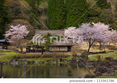 Sakura Fujihashi Castle 113561786