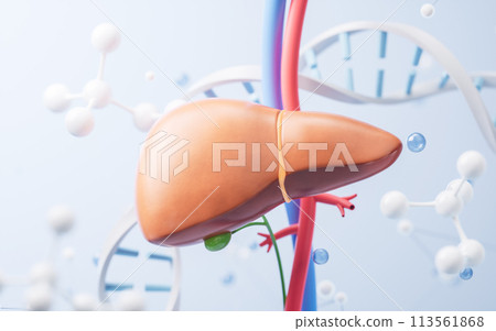 Liver and biological concept background, 3d rendering. 113561868