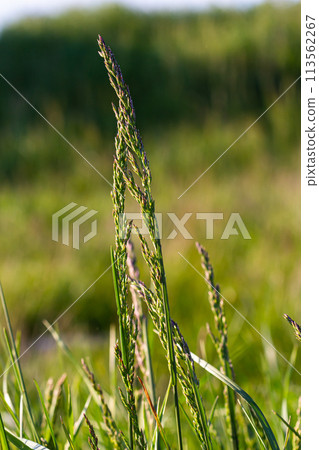 Meadow grass meadow with the tops of stele panicles. Poa pratensis green meadow european grass 113562267