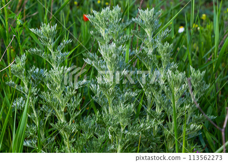 Silver green Wormwood leaves background. Artemisia absinthium, absinthe wormwood plant in herbal kitchen garden, close up, macro 113562273