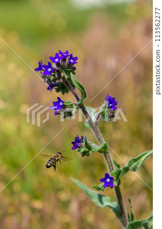 Anchusa officinalis, commonly known as the common bugloss or alkanet with green background Anchusa officinalis, commonly known as the common bugloss or alkanet with green background 113562277