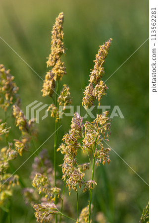 Plant Dactylis against green grass.In the meadow blooms valuable fodder grass Dactylis glomerata.Dactylis glomerata, also known as cock's foot, orchard grass, or cat grass Plant Dactylis against green grass.In the meadow blooms valuable fodder grass Dactylis glomerata.Dactylis glomerata, also known as cock's foot, orchard grass, or cat grass 113562281