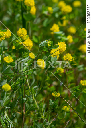 Trifolium campestre or hop trefoil flower, close up. Yellow or golden clover with green leaves. Wild or field clover is herbaceous, annual and flowering plant in the bean or legume family Fabaceae Trifolium campestre or hop trefoil flower, close up. Yellow or golden clover with green leaves. Wild or field clover is herbaceous, annual and flowering plant in the bean or legume family Fabaceae 113562285