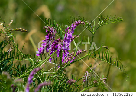 Vetch, vicia cracca valuable honey plant, fodder, and medicinal plant. Fragile purple flowers background. Woolly or Fodder Vetch blossom in spring garden Vetch, vicia cracca valuable honey plant, fodder, and medicinal plant. Fragile purple flowers background. Woolly or Fodder Vetch blossom in spring garden 113562286