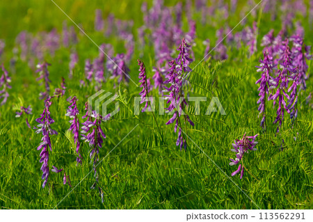 Vetch, vicia cracca valuable honey plant, fodder, and medicinal plant. Fragile purple flowers background. Woolly or Fodder Vetch blossom in spring garden 113562291