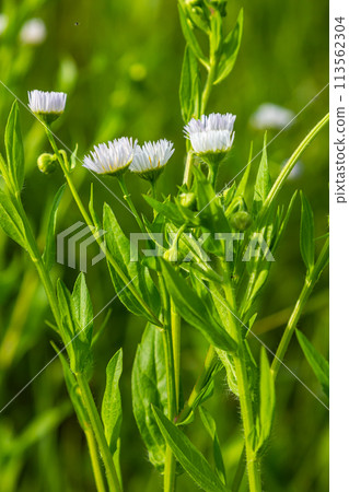 Erigeron annuus known as annual fleabane, daisy fleabane, or eastern daisy fleabane Erigeron annuus known as annual fleabane, daisy fleabane, or eastern daisy fleabane 113562304
