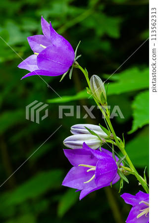 Balloon Flower, Tussock Bellflower, Campanula persicifolia or Campanula carpatica purple bell flowers in fall garden Balloon Flower, Tussock Bellflower, Campanula persicifolia or Campanula carpatica purple bell flowers in fall garden 113562313