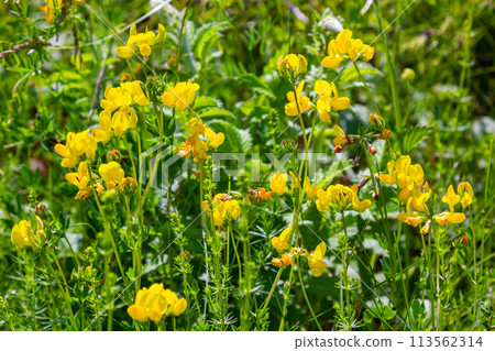 Close up of birds foot trefoil lotus corniculatus flowers in bloom Close up of birds foot trefoil lotus corniculatus flowers in bloom 113562314