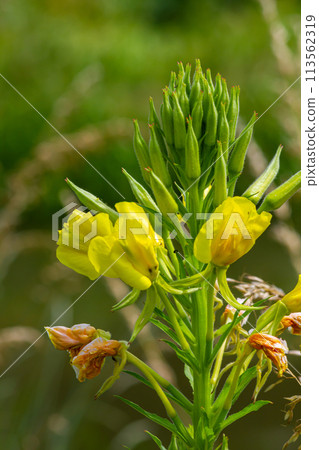 Yellow evening primrose Oenothera biennis, medicine plant for cosmetics, skin care and eczema 113562319