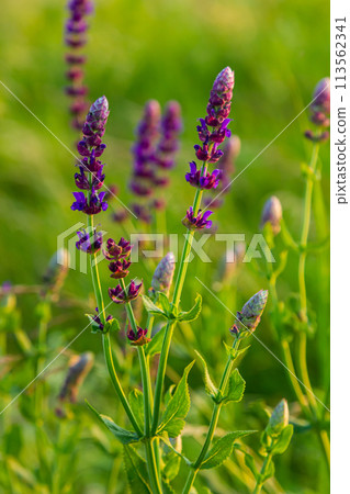 Flowers of the forest sage, Salvia nemorosa, close-up. Background of Salvia nemorosa, a salvia with beautiful purple flowers. Purple flowers of oak sage 113562341