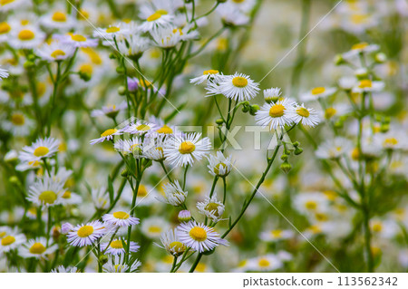 Erigeron annuus known as annual fleabane, daisy fleabane, or eastern daisy fleabane Erigeron annuus known as annual fleabane, daisy fleabane, or eastern daisy fleabane 113562342