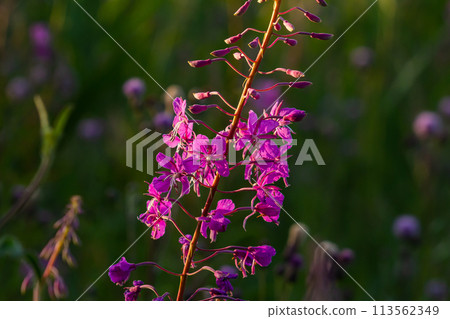 Wonderful flowering fireweed Chamaenerion angustifolium highlighted by the evening sun. A bunch of marvelous blossoming rosebay willowherbs 113562349