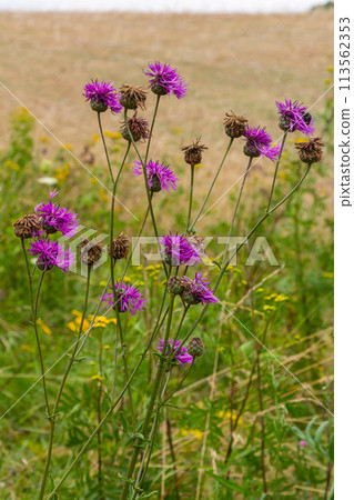 Centaurea scabiosa subsp. apiculata, Centaurea apiculata, Compositae. Wild plant shot in summer 113562353