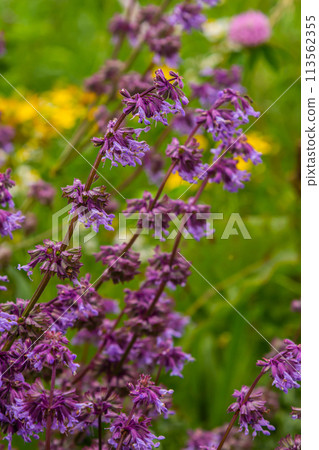 In the wild, it blooms among grasses Salvia verticillata 113562355