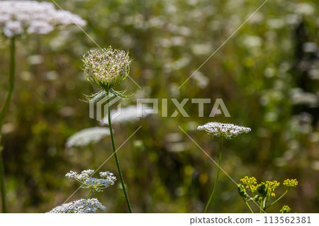 Daucus carota known as wild carrot blooming plant Daucus carota known as wild carrot blooming plant 113562381