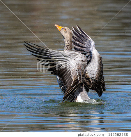 The greylag goose spreading its wings on water. Anser anser is a species of large goose The greylag goose spreading its wings on water. Anser anser is a species of large goose 113562388