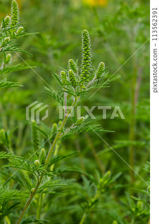Flower of a common ragweed, Ambrosia artemisiifolia Flower of a common ragweed, Ambrosia artemisiifolia 113562391