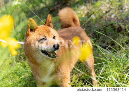 與您的狗合影 113562414