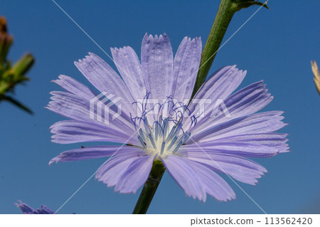 delicate blue flowers of chicory, plants with the Latin name Cichorium intybus on a blurred natural background, narrow focus area delicate blue flowers of chicory, plants with the Latin name Cichorium intybus on a blurred natural background, narrow focus area 113562420