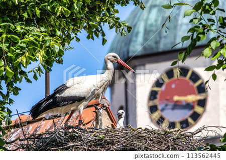 European white Stork, Ciconia ciconia with small babies on the nest in Oettingen, Swabia, Bavaria, Germany, Europe 113562445