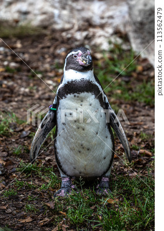 Humboldt Penguin, Spheniscus humboldti in a park Humboldt Penguin, Spheniscus humboldti in a park 113562479